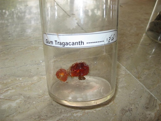 [gum tragacanth specimen -pharmacology lab[2].jpg]