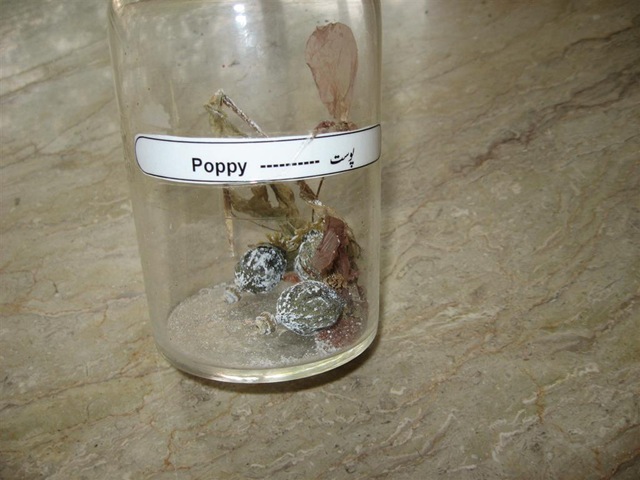 [poppy specimen -pharmacology lab[2].jpg]