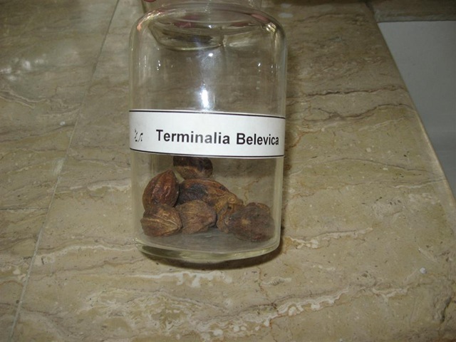 [terminalia belevica -harrerr- pharmacology specimen[2].jpg]