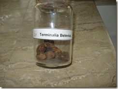 terminalia belevica -harrerr- pharmacology specimen