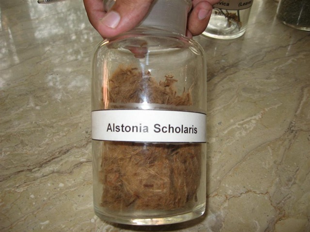 [alstonia scholaris specimen pharmacology[2].jpg]
