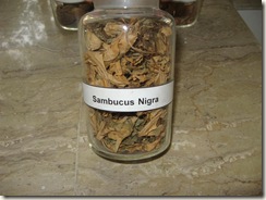 sambucus nigra pharmacology specimen