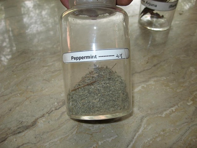 [peppermint - podina - specimen[2].jpg]