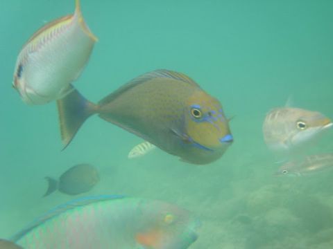 Lombok3%20Fische3.jpg