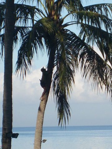 Lombok4%20Palme.jpg