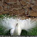 White Peacock