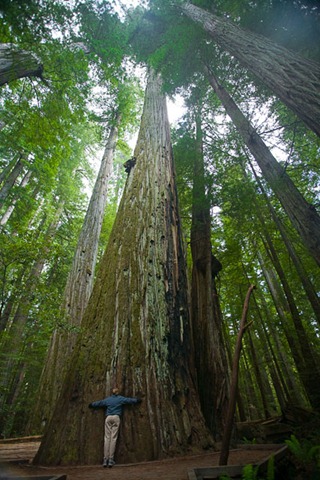 [redwood[4].jpg]