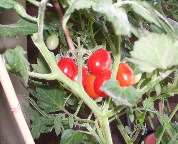 [Pomodori (1)[7].jpg]