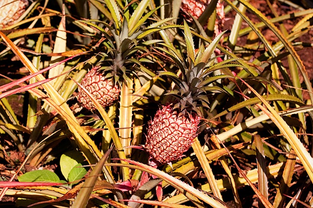 [HawaiiBlog019[4].jpg]