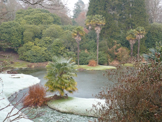 [palmtrees in icebound lake[3].jpg]