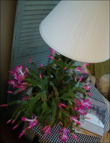 christmas cactus 017 christmas cactus 017