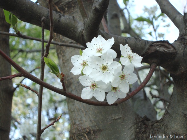 [pictures of flowering trees 030[10].jpg]