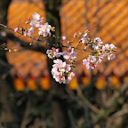 P3057166.JPG