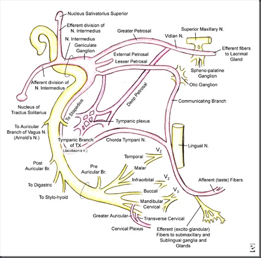 petrosal nerves