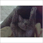 Naruto-Anna's Hugging cat!