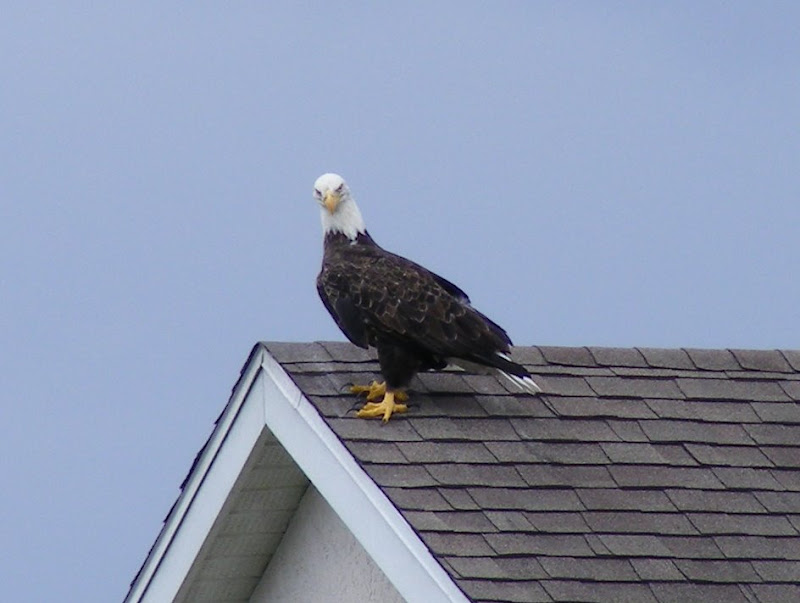 Bald Eagle