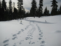 Tracks