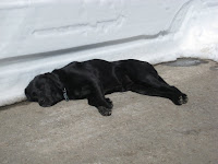 Tired Dog