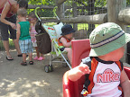 Feeding the goats