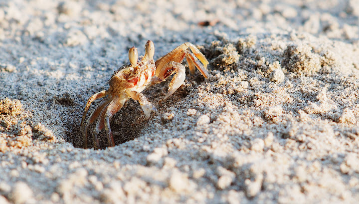 Ghost crab. Ko Lanta, Thailand