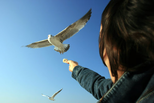 Feeding a Seagull