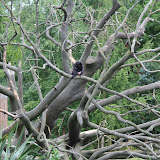 Dublin Zoo