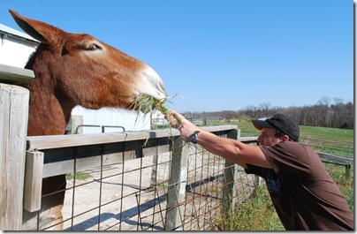 Mule4