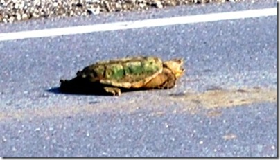 turtle2
