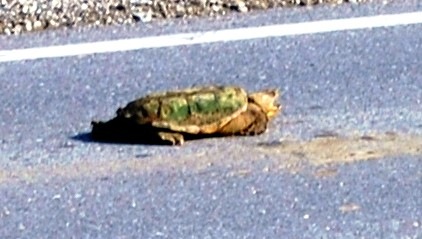 [turtle2[3].jpg]