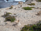 Petrified forest