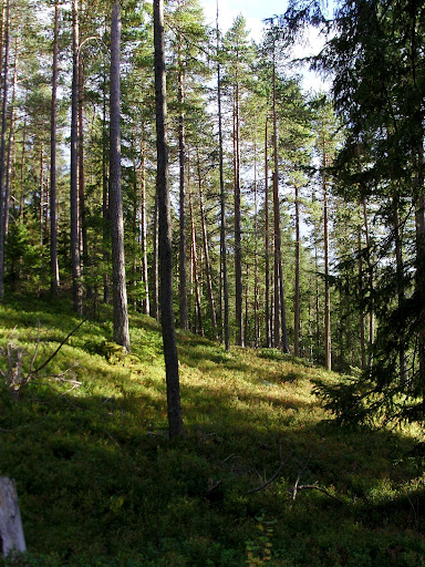 Norwegian Woods