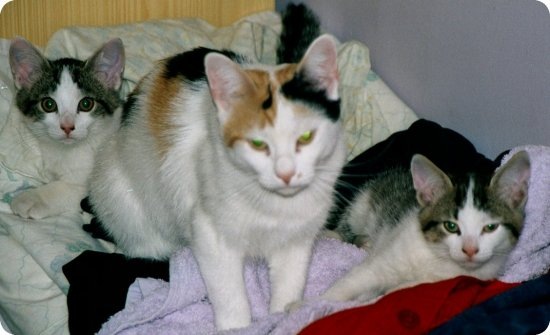 [Stompa right as kitten[4].jpg]