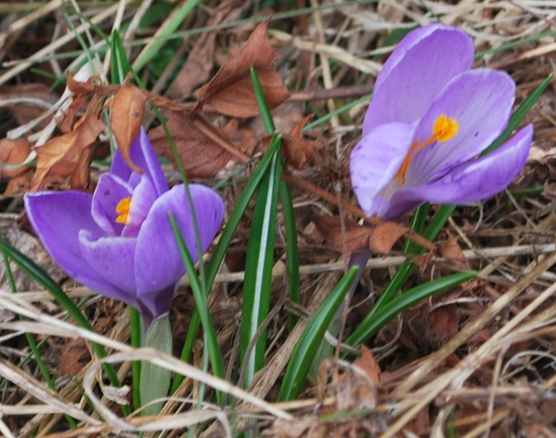 [Late Spring this year - but at last 2 Crocuses[3].jpg]