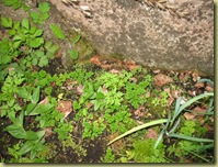 Persille - Parsley - Petrosilenium crispum   og Hvitløk - garlic - Allium sativum