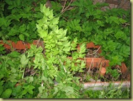 Løpestikke - Lovage - Levisticum officinalis
