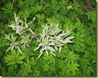 Salvie - Sage - Salvia officinalis