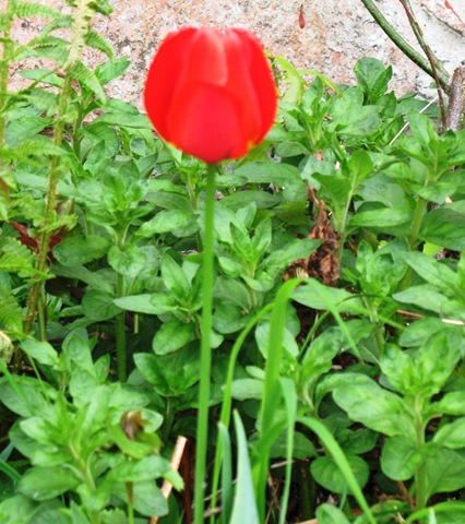 [Tulip - alone[5].jpg]