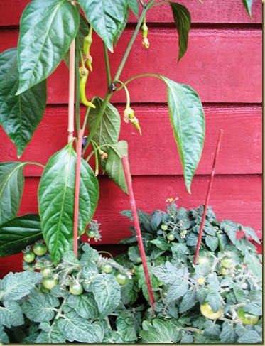 Tomatoes and Pimentos