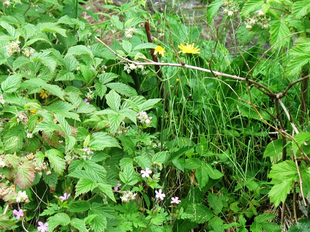 [Rasberries in flower[3].jpg]