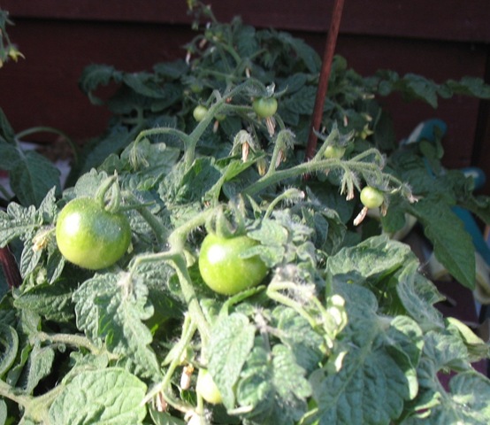 [D2 Tomatoes[3].jpg]