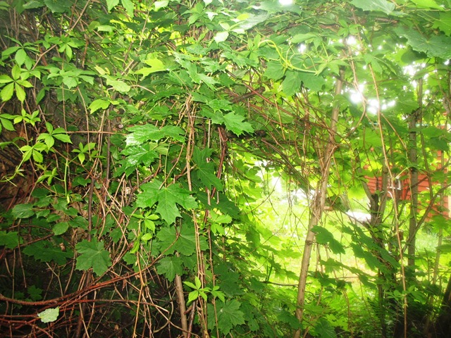 [D6 - All green[3].jpg]