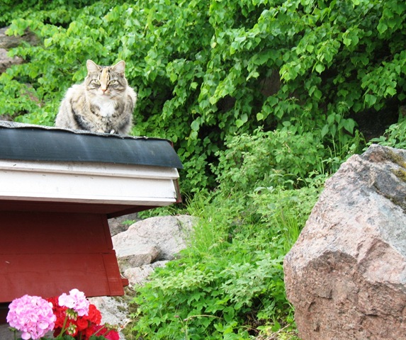 [Rosa on the Roof[4].jpg]