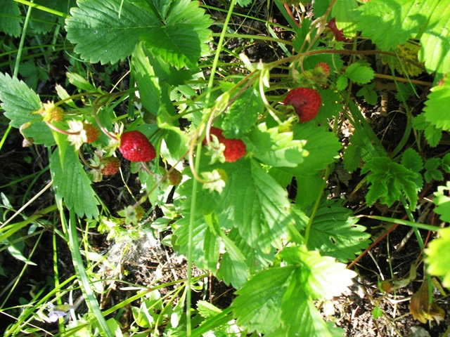 [St Hans Wild Strawberries[2].jpg]