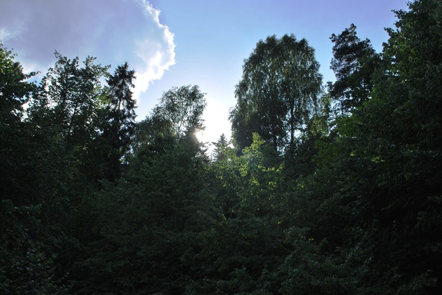 [Norwegian Jungle[2].jpg]