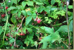 Wild Rasberries