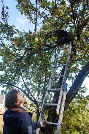 [2010-10-16 - Summerhouse - Apple tree 2[6].jpg]