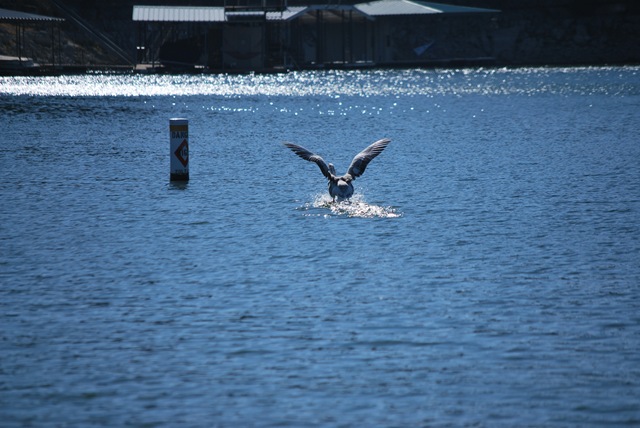 [Duck landing at Lake Travis[3].jpg]