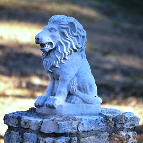 [Lago Vista Dec 9 2010 - a lion[3].jpg]