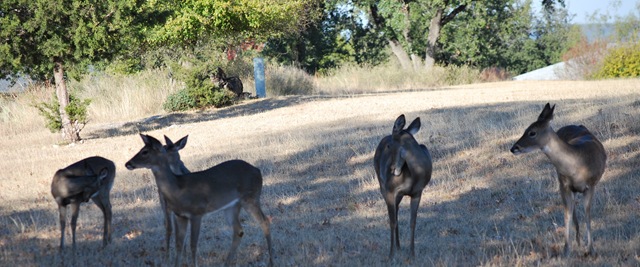 [Lago Vistas - dec 9  2010 - Deers in flock[3].jpg]