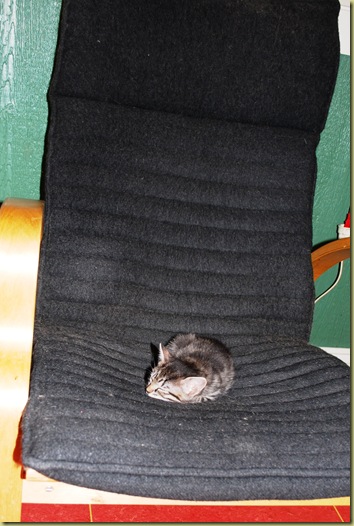 2010-12-23 The Kitten in Chair